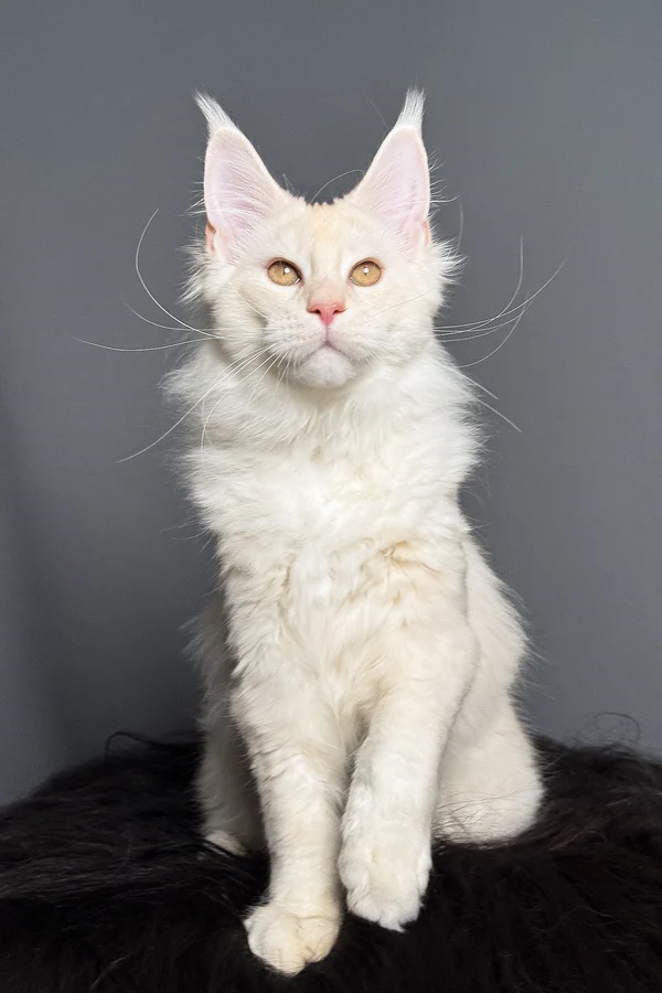 Merlin - Image 2