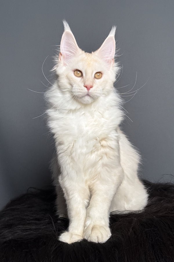 Merlin