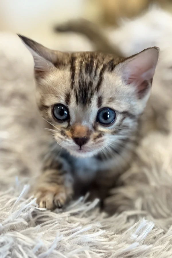 Nova