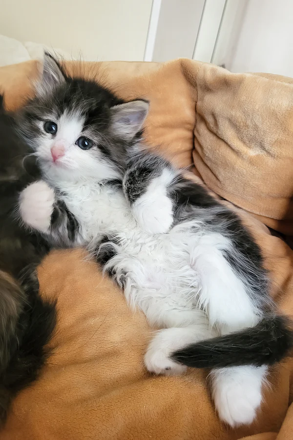 Eleanor - Image 2