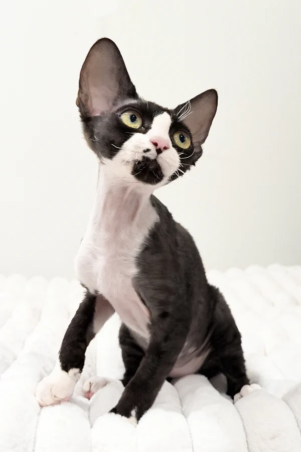 Oscar