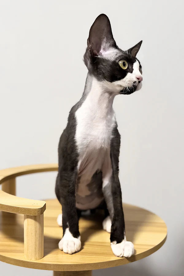 Oscar - Image 4