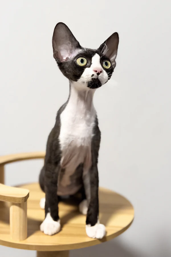 Oscar - Image 2