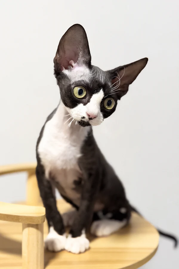 Oscar - Image 8