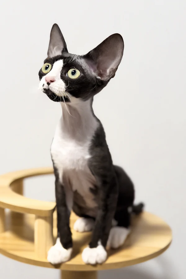 Oscar - Image 6