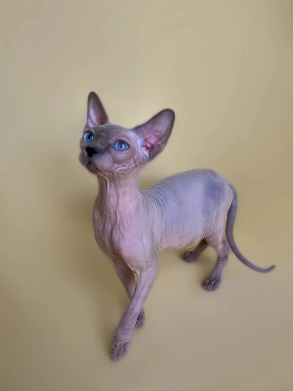 Cinthia - Image 6