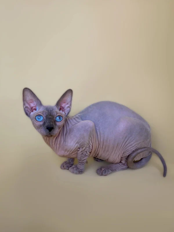 Cinthia - Image 2