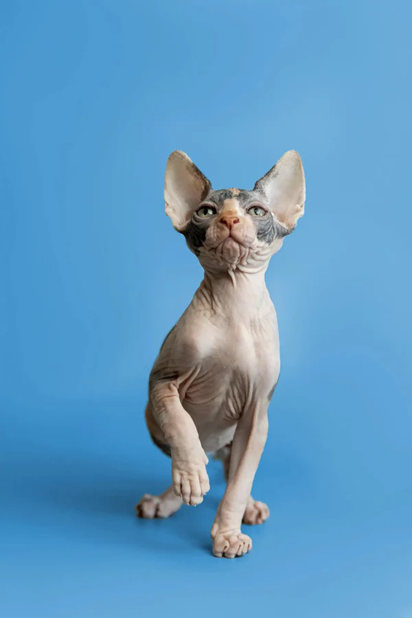 Fiona - Image 2
