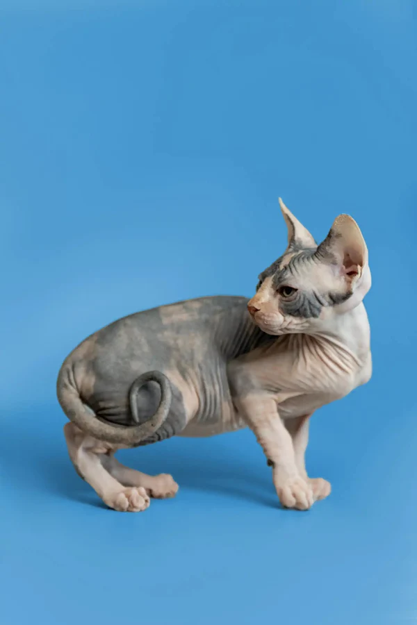 Fiona - Image 10
