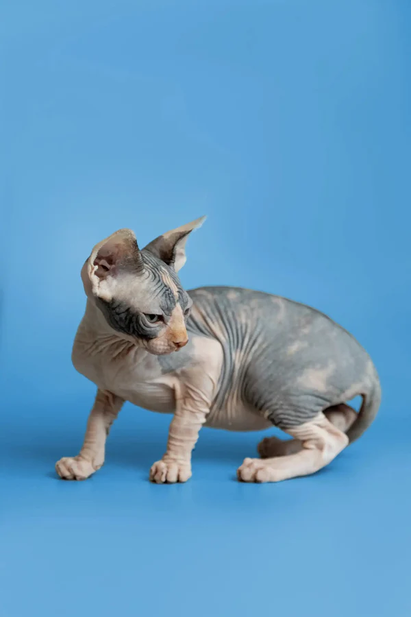 Fiona - Image 9