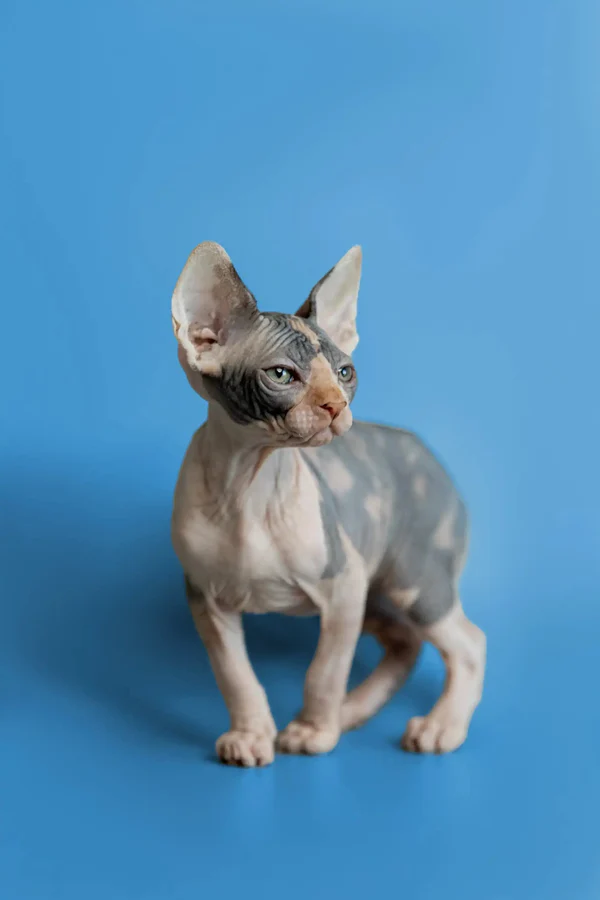 Fiona - Image 12