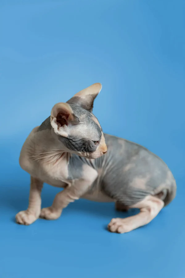 Fiona - Image 6