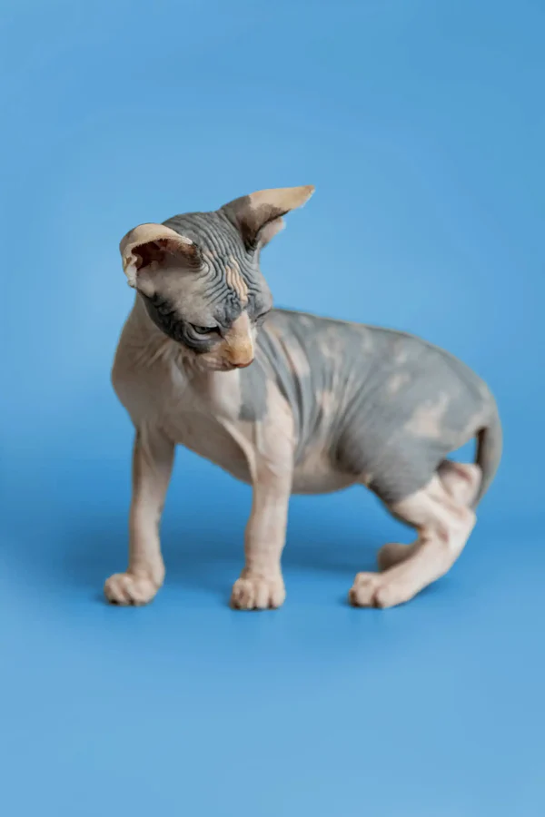 Fiona - Image 8