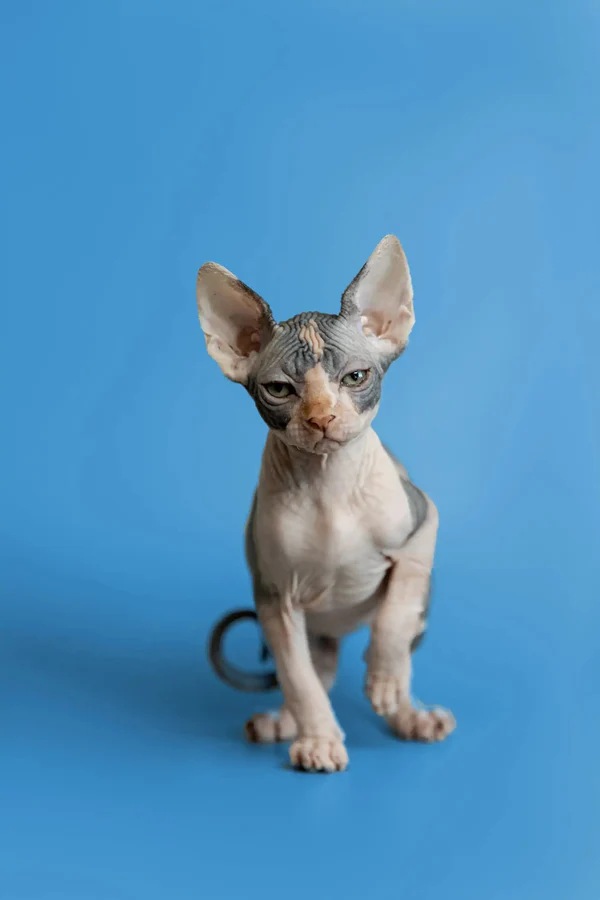 Fiona - Image 11