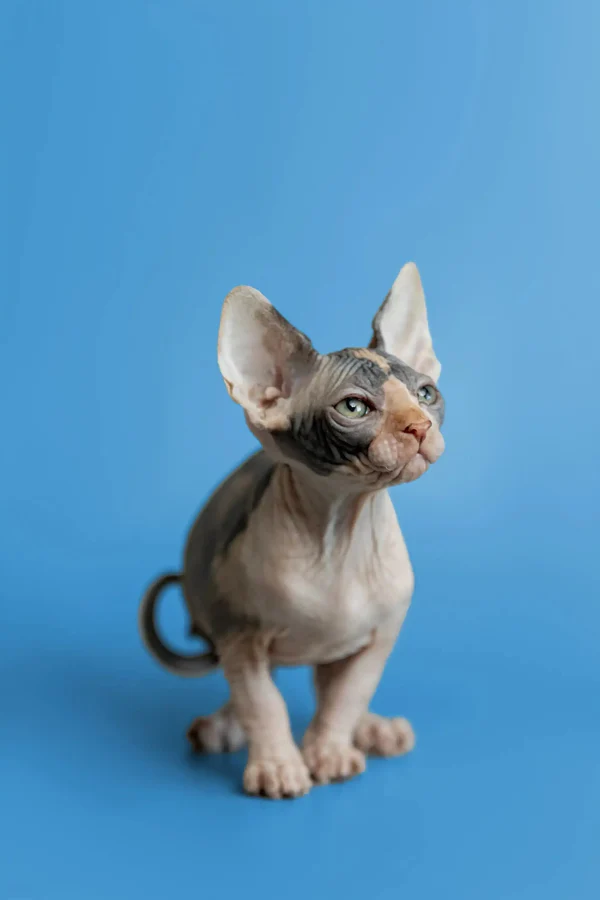 Fiona - Image 4