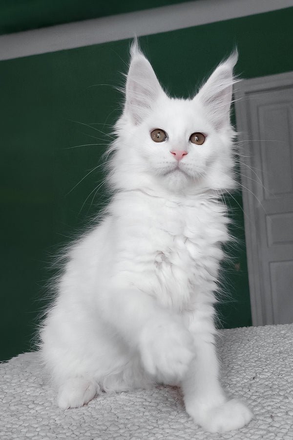 Daenerys - Image 2