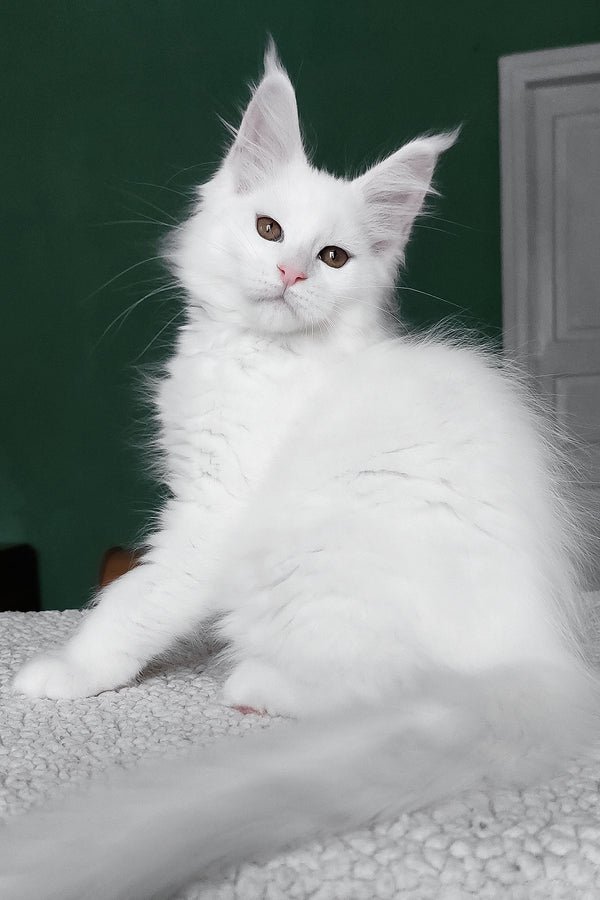 Daenerys - Image 4