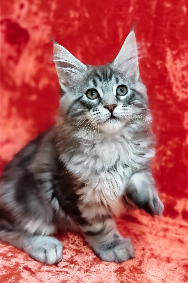 Hi, I'm Ikar - Image 2