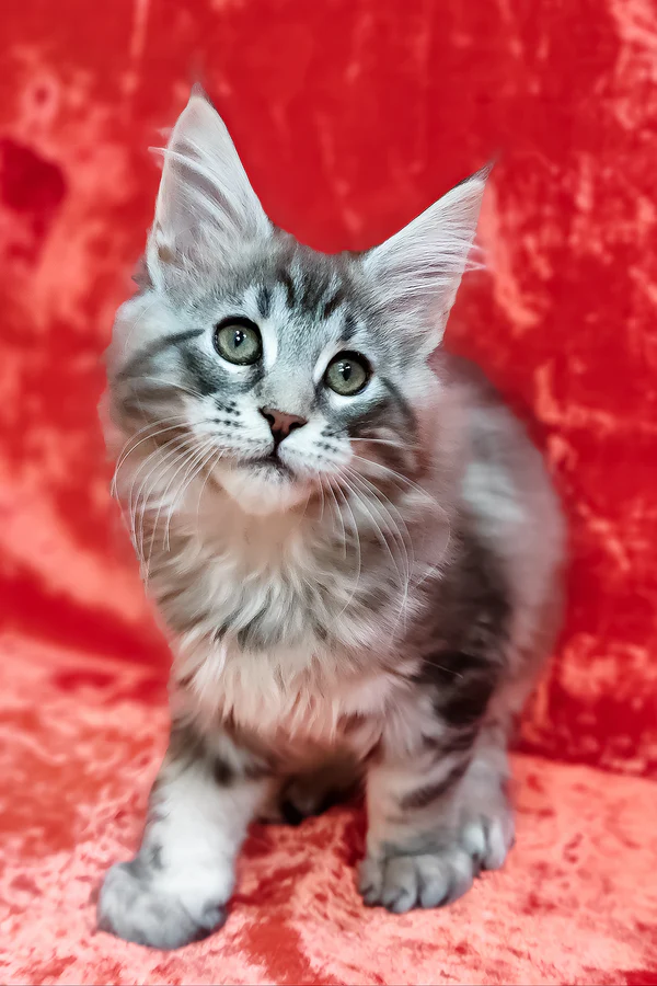 Hi, I'm Ikar - Image 4