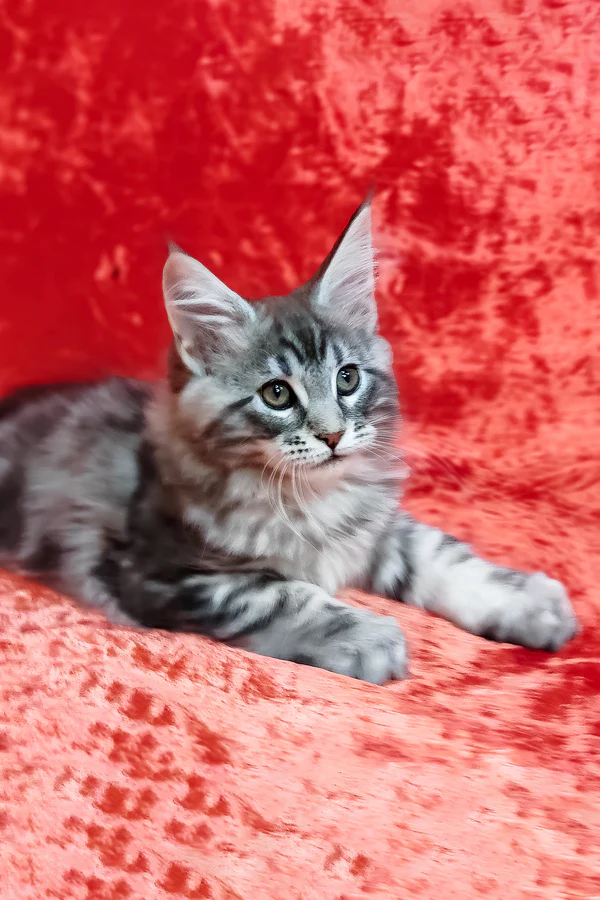 Hi, I'm Ikar - Image 3