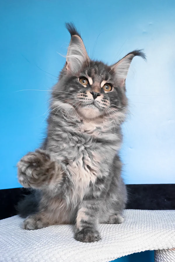 Hi, I'm Bassi - Image 3