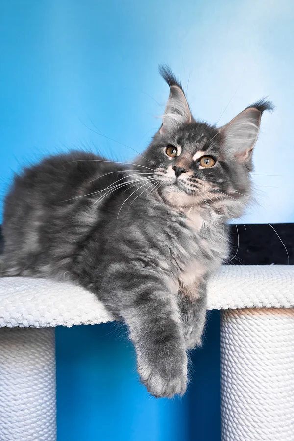 Hi, I'm Bassi - Image 4