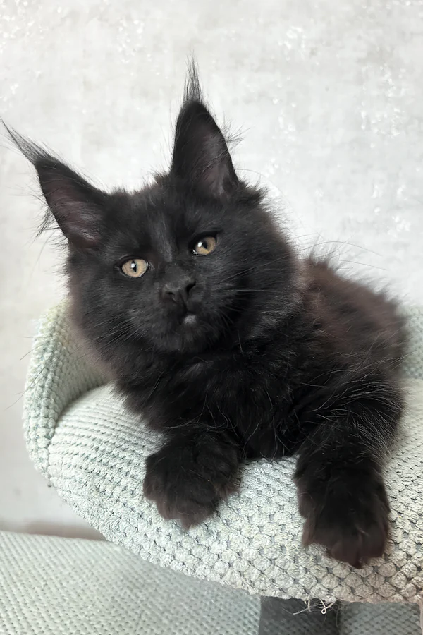 Hi, I'm Louis - Image 3