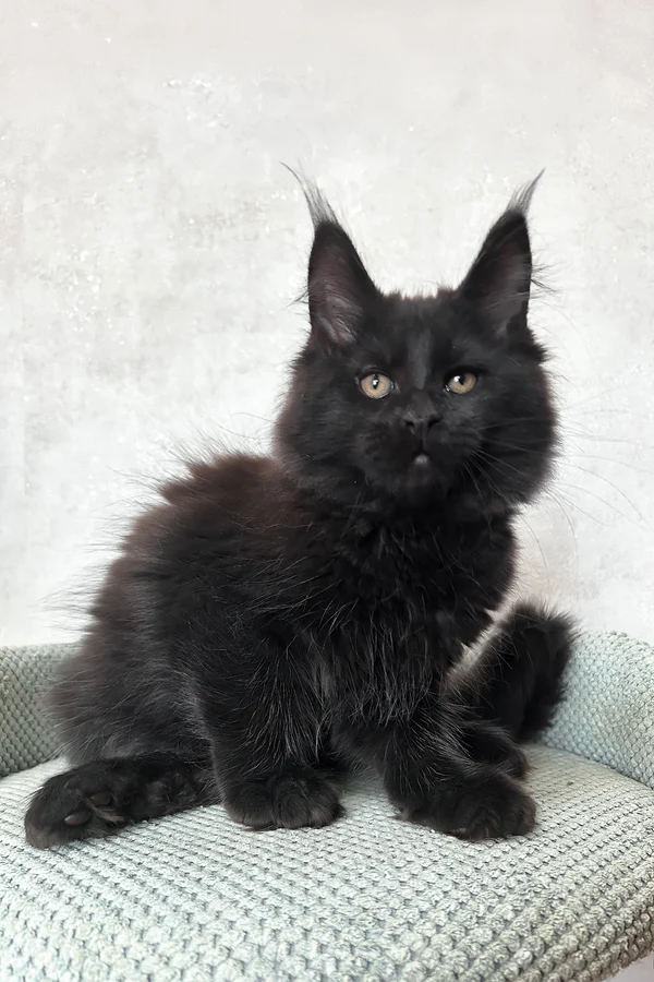 Hi, I'm Louis - Image 2