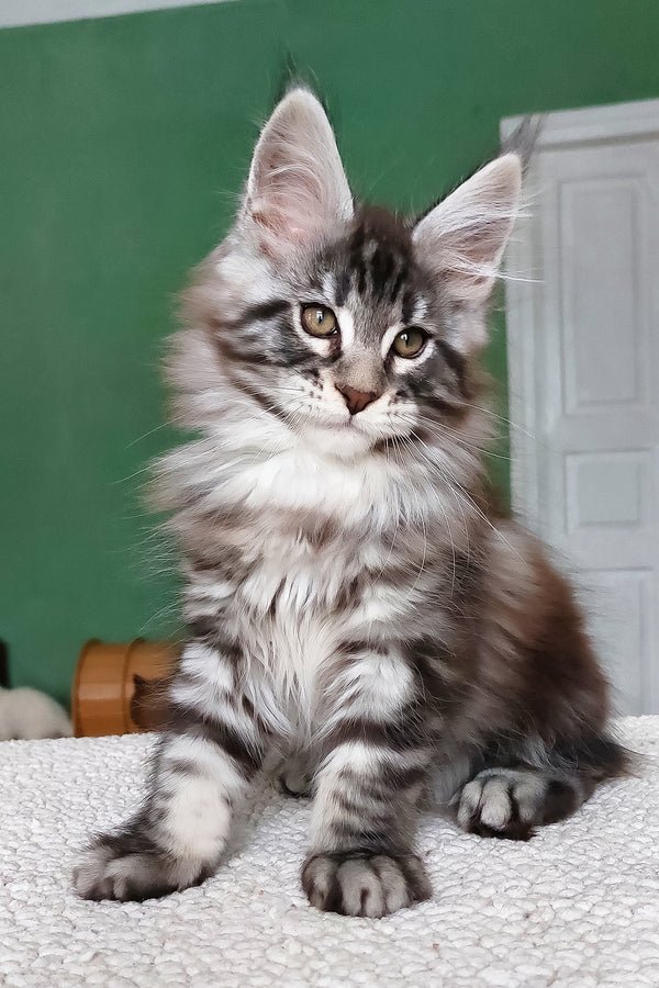 Hi, I'm Chinghis - Image 4