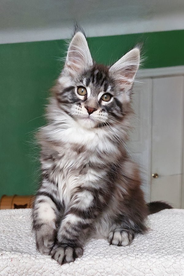 Hi, I'm Chinghis - Image 3