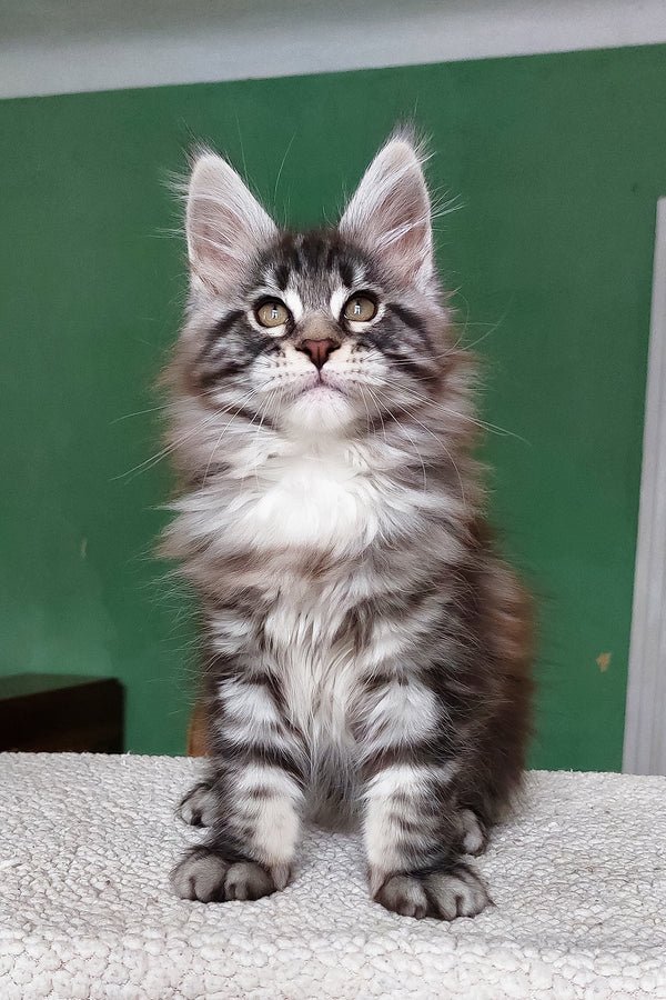 Hi, I'm Chinghis - Image 2