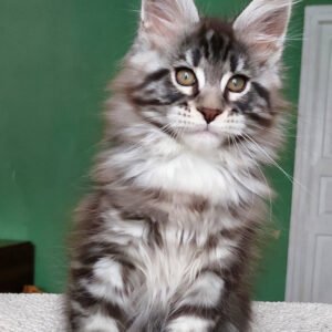 Hi, I'm Chinghis