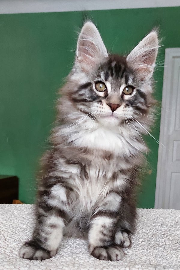 Hi, I'm Chinghis