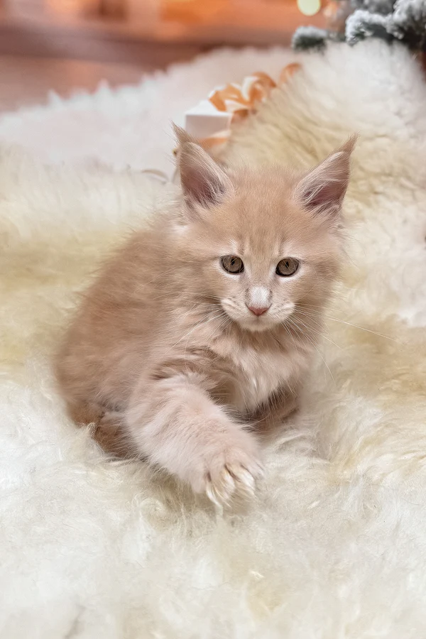 Hi, I'm Kivi - Image 4