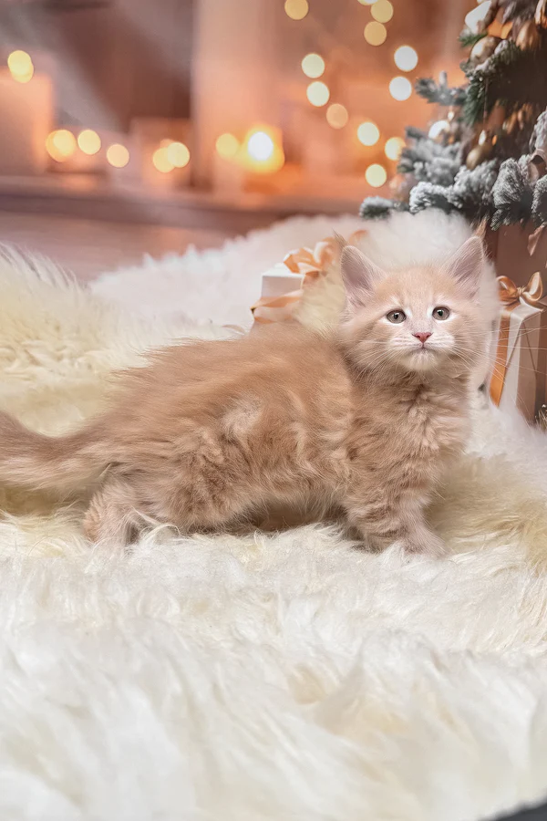 Hi, I'm Kivi - Image 3