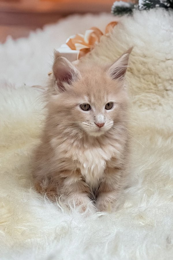 Hi, I'm Kivi - Image 2