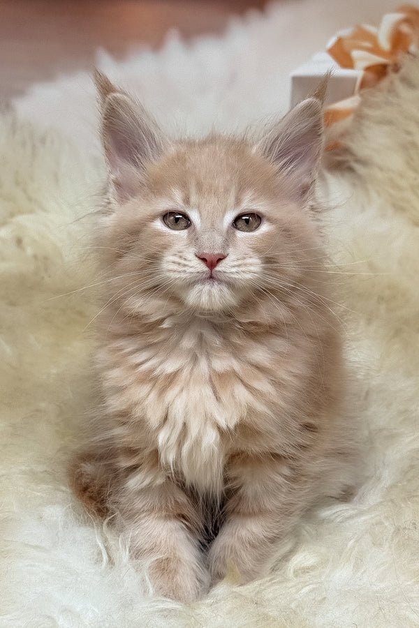 Hi, I'm Kivi