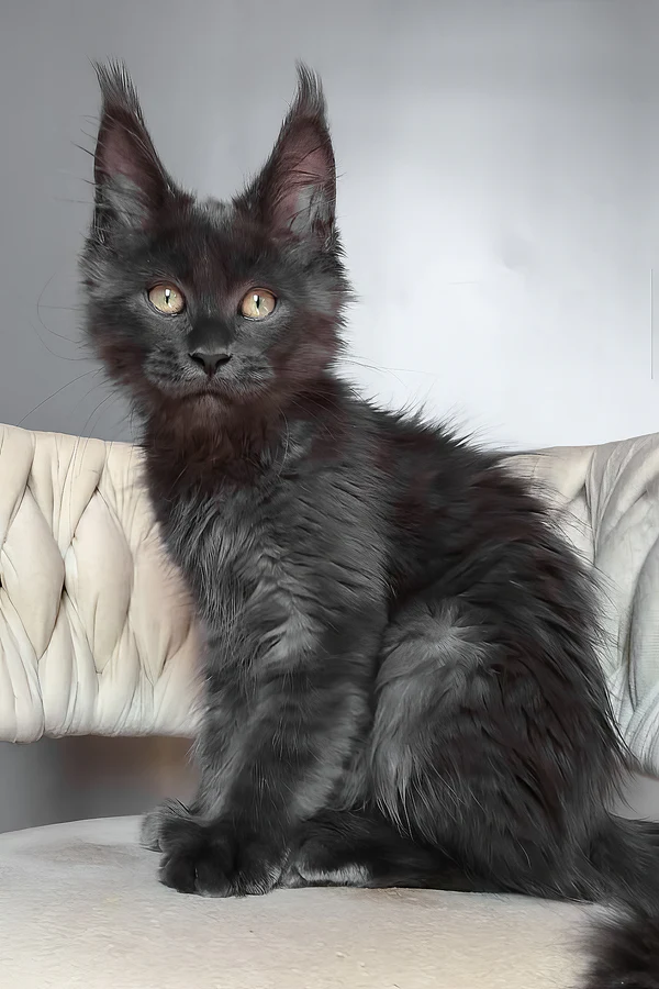 Hi, I'm Ulf - Image 4