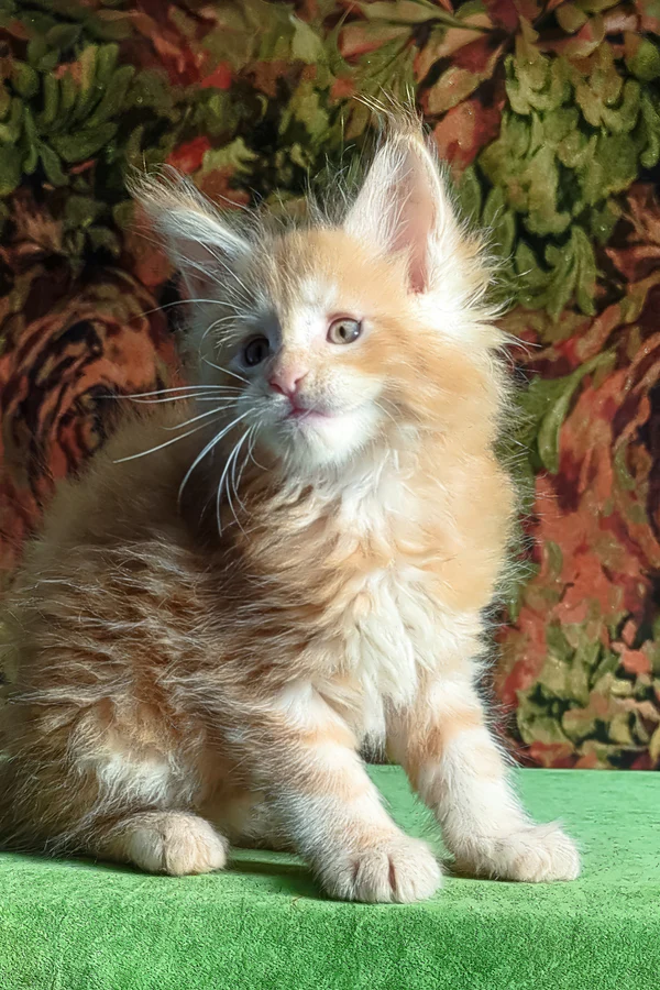 Hi, I'm Fortune - Image 2