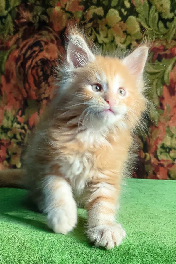 Hi, I'm Fortune - Image 3