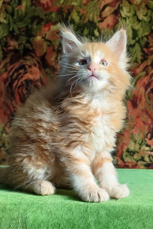 Hi, I'm Fortune - Image 4