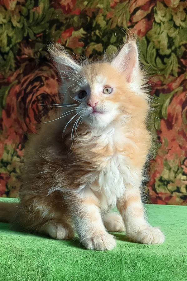 Hi, I'm Fortune