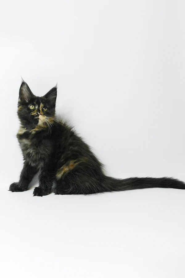 Hi, my name is Bastet - Image 6