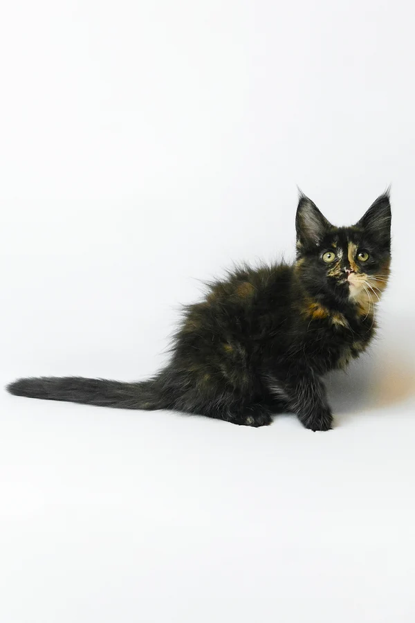 Hi, my name is Bastet - Image 4