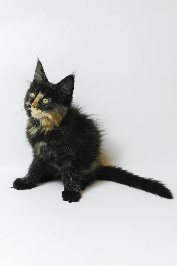 Hi, my name is Bastet - Image 3
