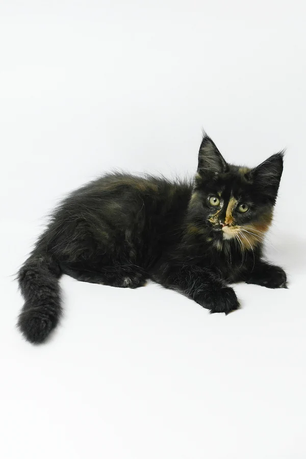 Hi, my name is Bastet - Image 2
