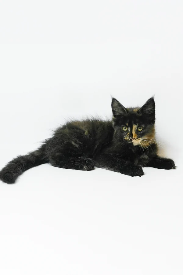 Hi, my name is Bastet - Image 5