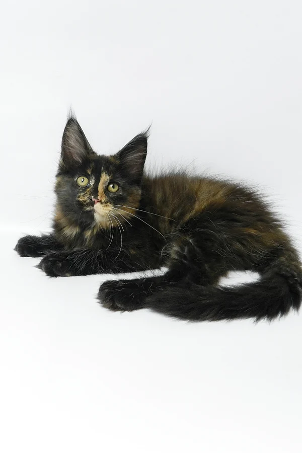 Hi, my name is Bastet - Image 7