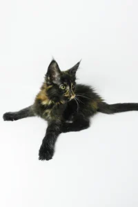 Hi, my name is Bastet
