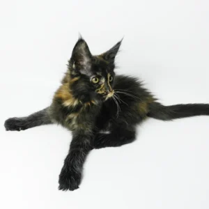 Hi, my name is Bastet